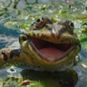 Meet your Posher, Tony